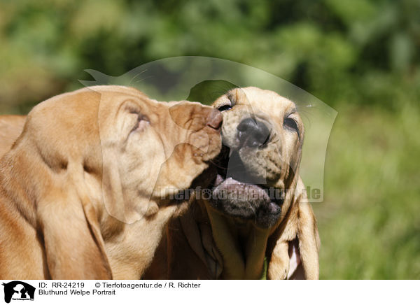 Bluthund Welpe Portrait / RR-24219