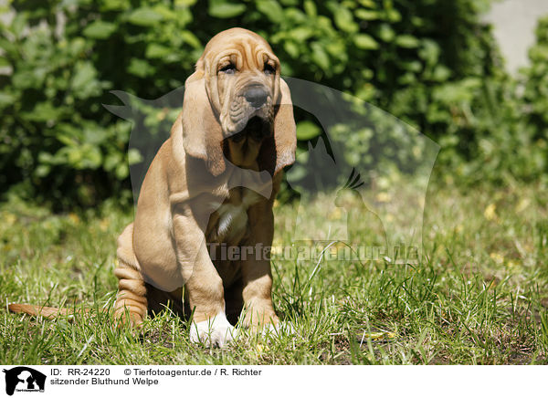 sitzender Bluthund Welpe / RR-24220