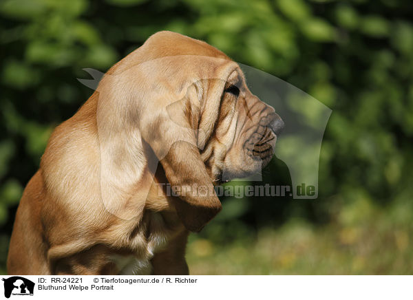 Bluthund Welpe Portrait / RR-24221