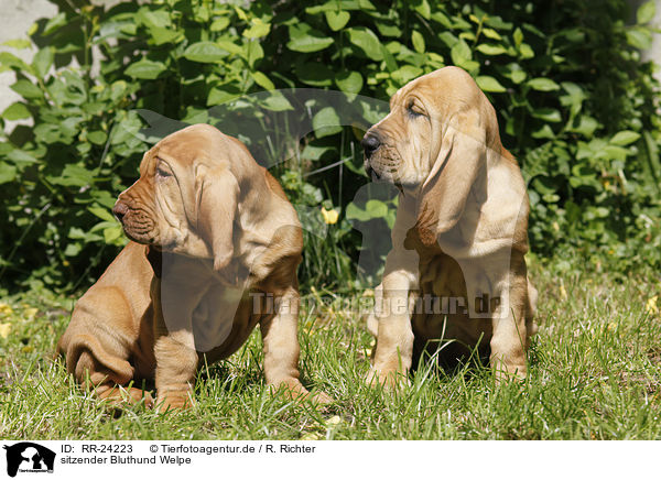 sitzender Bluthund Welpe / RR-24223