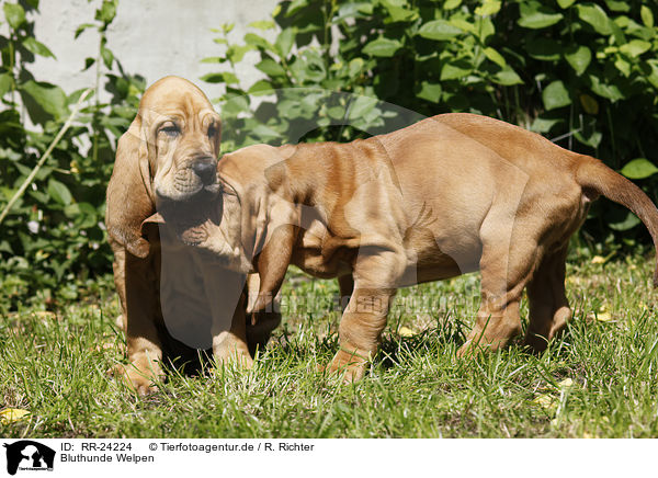 Bluthunde Welpen / Bloodhound Puppies / RR-24224