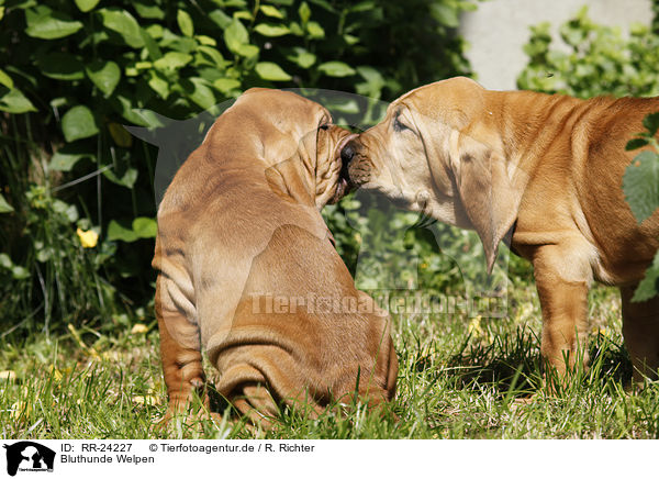 Bluthunde Welpen / Bloodhound Puppies / RR-24227