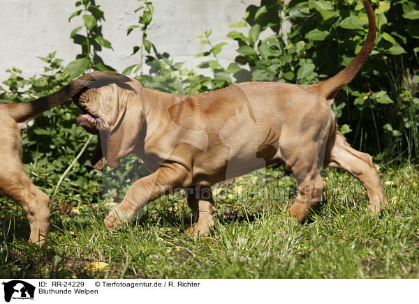 Bluthunde Welpen / Bloodhound Puppies / RR-24229