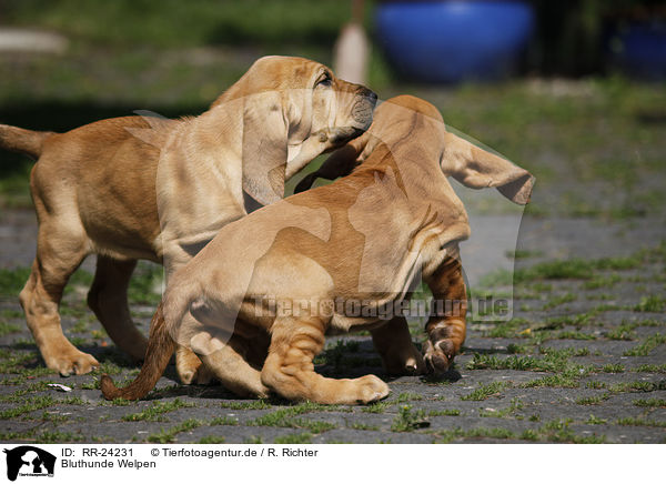 Bluthunde Welpen / Bloodhound Puppies / RR-24231