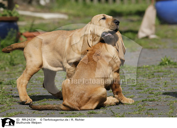 Bluthunde Welpen / Bloodhound Puppies / RR-24234