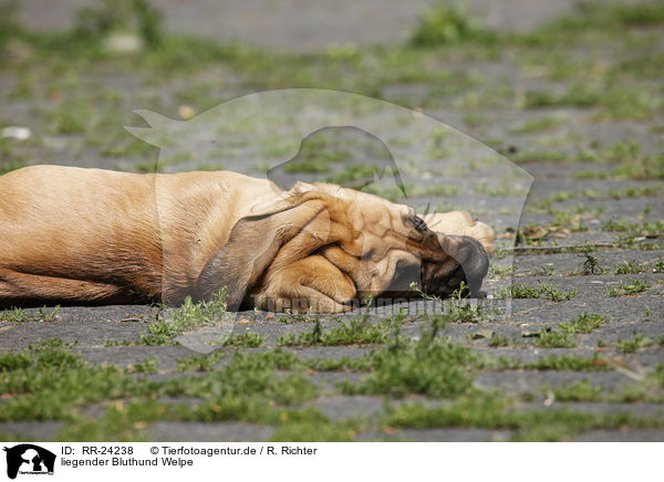 liegender Bluthund Welpe / lying Bloodhound Puppy / RR-24238