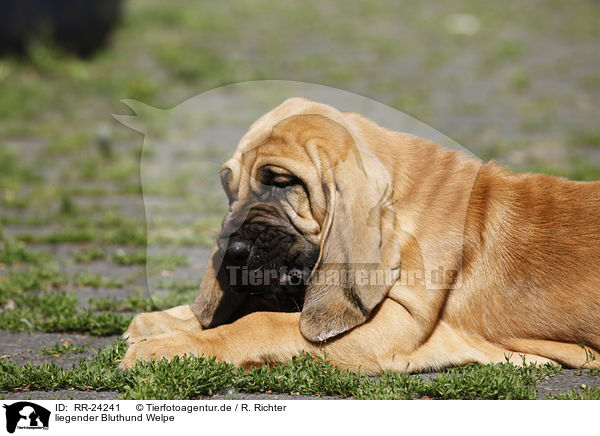 liegender Bluthund Welpe / lying Bloodhound Puppy / RR-24241