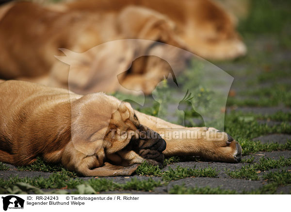 liegender Bluthund Welpe / lying Bloodhound Puppy / RR-24243