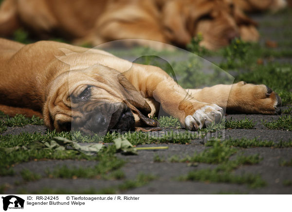 liegender Bluthund Welpe / lying Bloodhound Puppy / RR-24245