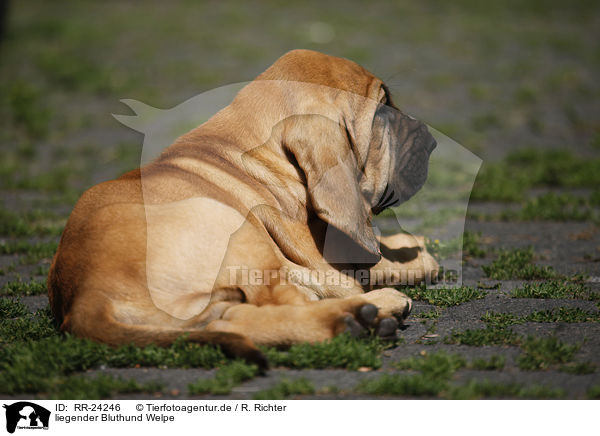 liegender Bluthund Welpe / lying Bloodhound Puppy / RR-24246