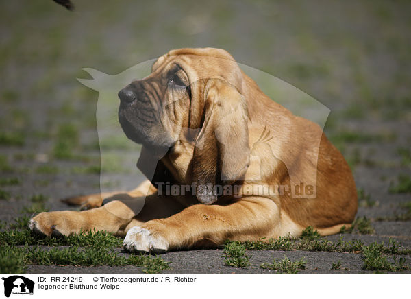 liegender Bluthund Welpe / lying Bloodhound Puppy / RR-24249
