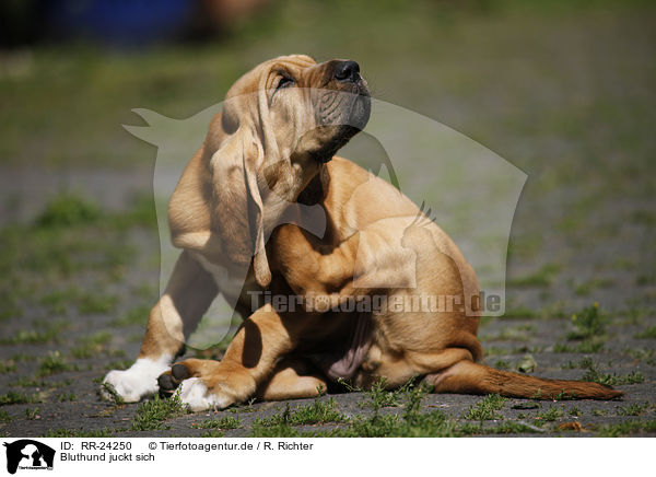 Bluthund juckt sich / itching Bloodhound / RR-24250
