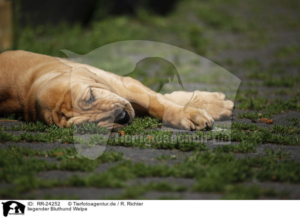 liegender Bluthund Welpe / lying Bloodhound Puppy / RR-24252
