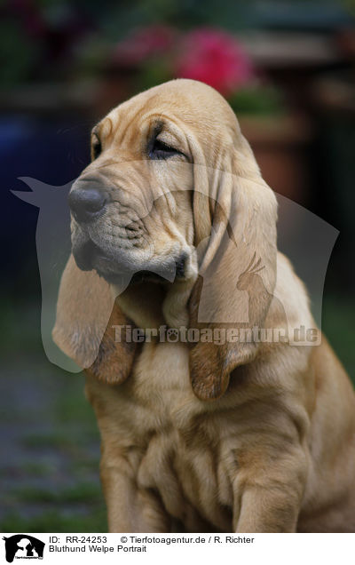 Bluthund Welpe Portrait / RR-24253