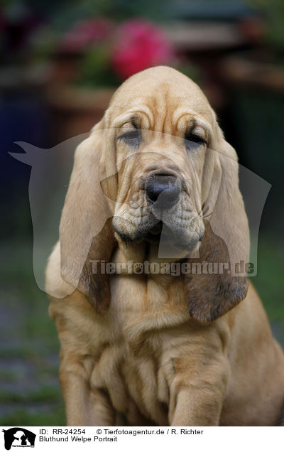 Bluthund Welpe Portrait / Bloodhound Puppy Portrait / RR-24254