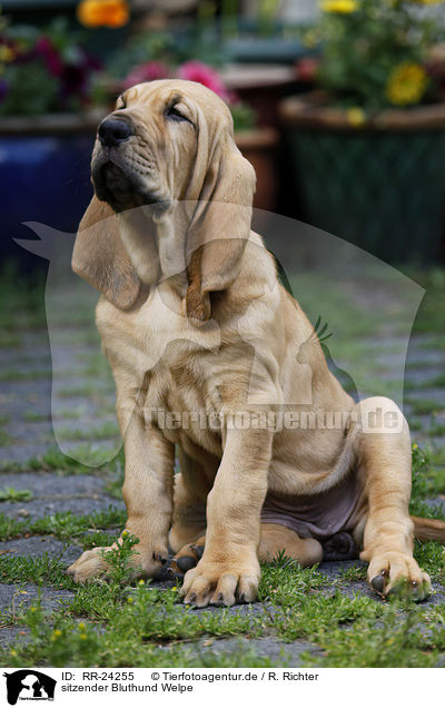 sitzender Bluthund Welpe / sitting Bloodhound Puppy / RR-24255