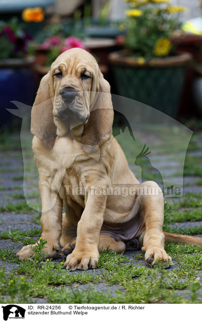 sitzender Bluthund Welpe / sitting Bloodhound Puppy / RR-24256