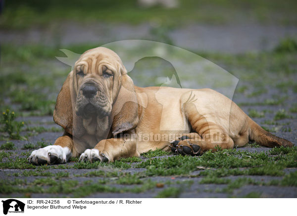 liegender Bluthund Welpe / lying Bloodhound Puppy / RR-24258