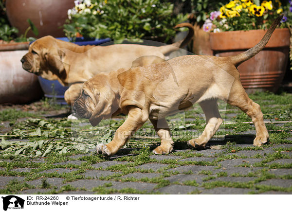 Bluthunde Welpen / Bloodhound Puppies / RR-24260