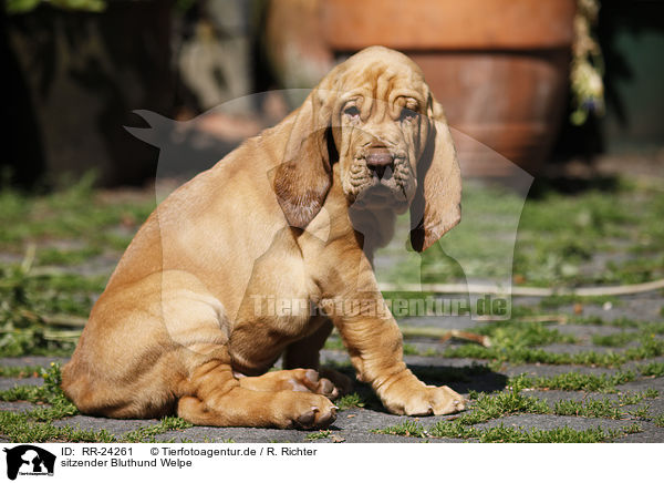 sitzender Bluthund Welpe / RR-24261