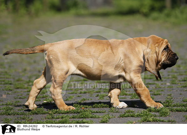 Bluthund Welpe / Bloodhound Puppy / RR-24262