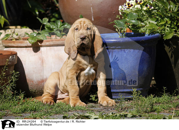 sitzender Bluthund Welpe / sitting Bloodhound Puppy / RR-24264