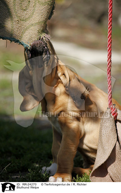 Bluthund Welpe / Bloodhound Puppy / RR-24270