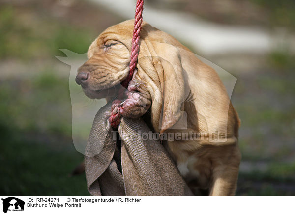 Bluthund Welpe Portrait / Bloodhound Puppy Portrait / RR-24271