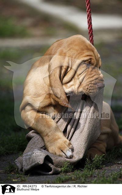 Bluthund Welpe / Bloodhound Puppy / RR-24273
