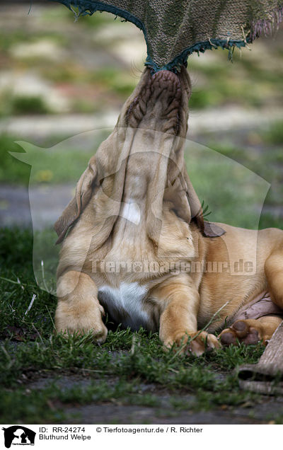 Bluthund Welpe / Bloodhound Puppy / RR-24274