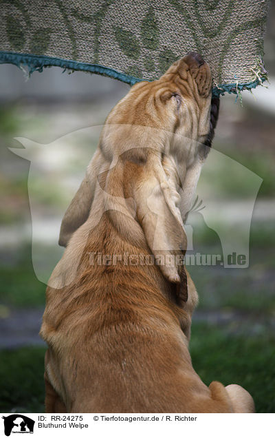 Bluthund Welpe / Bloodhound Puppy / RR-24275