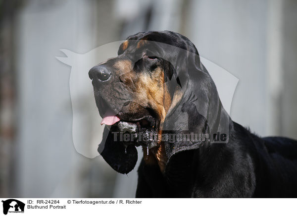 Bluthund Portrait / RR-24284