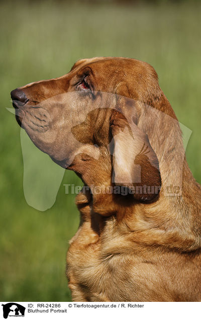 Bluthund Portrait / Bloodhound Portrait / RR-24286