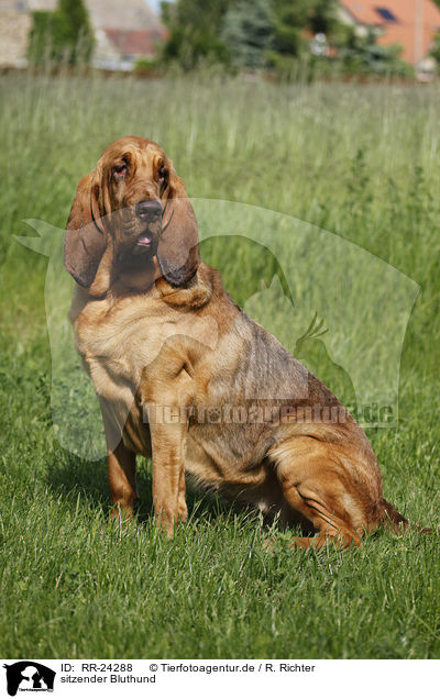 sitzender Bluthund / sitting Bloodhound / RR-24288