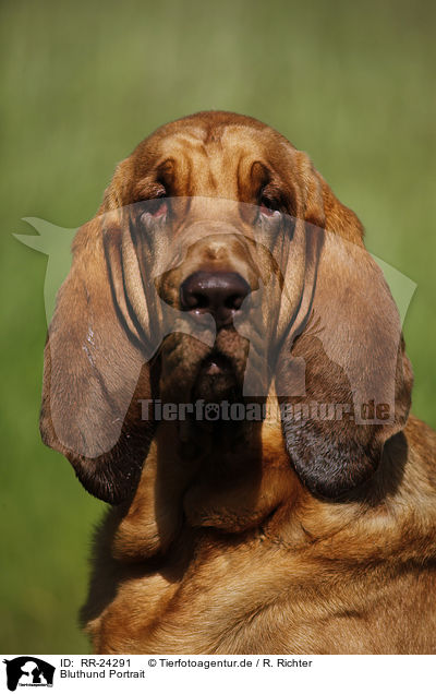 Bluthund Portrait / Bloodhound Portrait / RR-24291