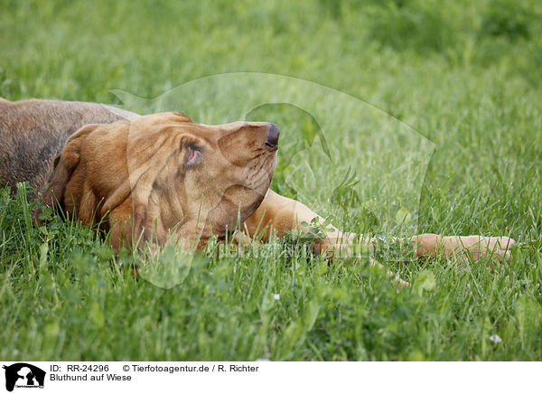 Bluthund auf Wiese / Bloodhound on meadow / RR-24296