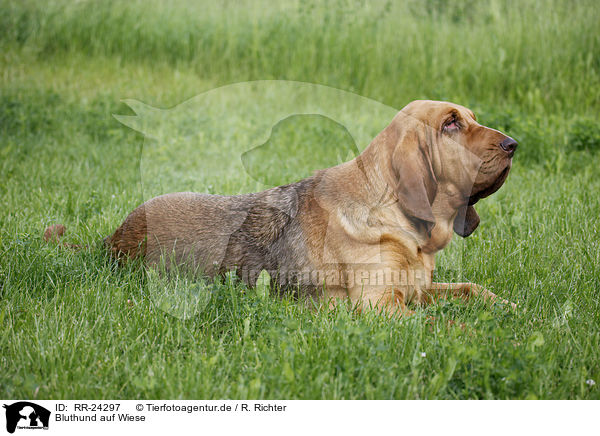 Bluthund auf Wiese / RR-24297
