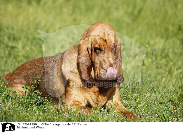 Bluthund auf Wiese / Bloodhound on meadow / RR-24299
