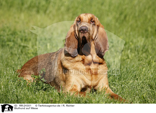 Bluthund auf Wiese / Bloodhound on meadow / RR-24301