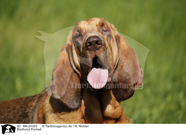Bluthund Portrait / Bloodhound Portrait / RR-24303