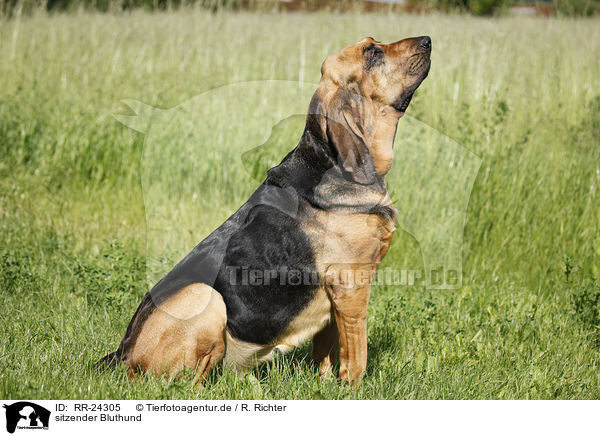 sitzender Bluthund / sitting Bloodhound / RR-24305