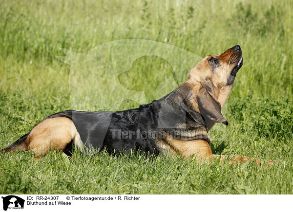 Bluthund auf Wiese / Bloodhound on meadow / RR-24307