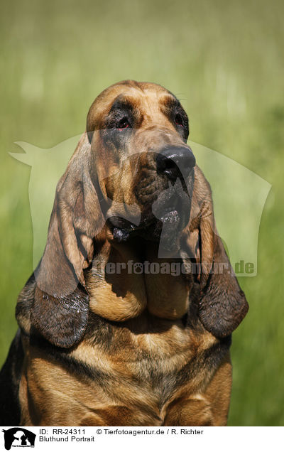 Bluthund Portrait / Bloodhound Portrait / RR-24311