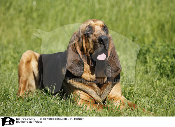Bluthund auf Wiese / Bloodhound on meadow / RR-24319