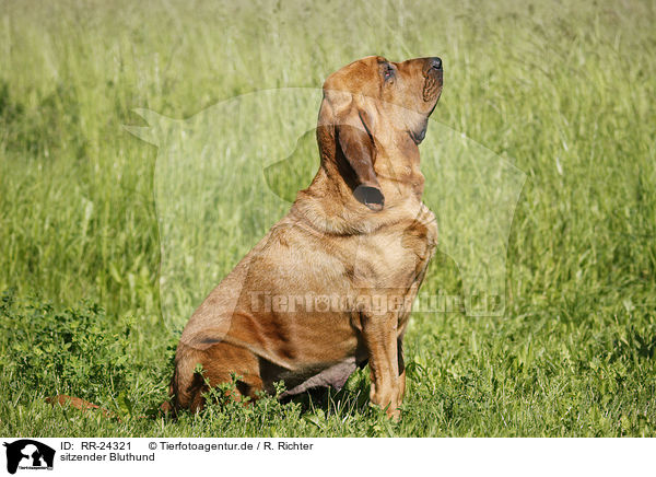 sitzender Bluthund / sitting Bloodhound / RR-24321
