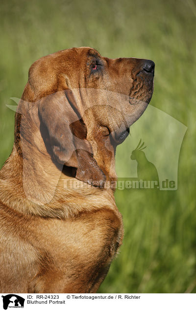 Bluthund Portrait / Bloodhound Portrait / RR-24323