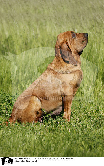 sitzender Bluthund / sitting Bloodhound / RR-24324