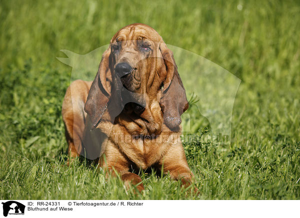 Bluthund auf Wiese / Bloodhound on meadow / RR-24331
