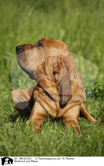 Bluthund auf Wiese / Bloodhound on meadow / RR-24332
