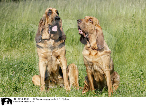 sitzender Bluthund / sitting Bloodhound / RR-24334